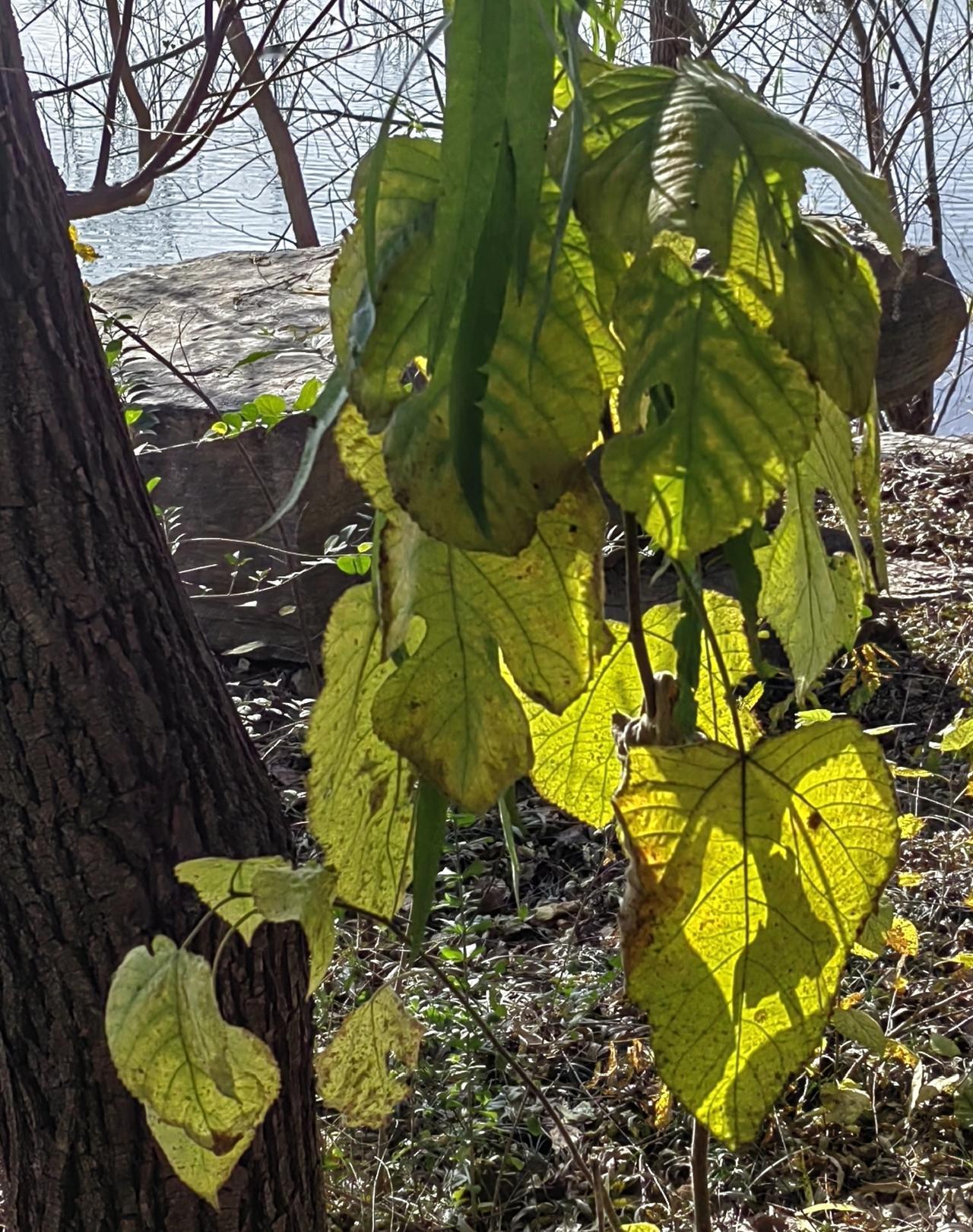 在单位“跟”错人，是一件很背的事情。
某者，有能力、有热情、有干劲，一进单位就深