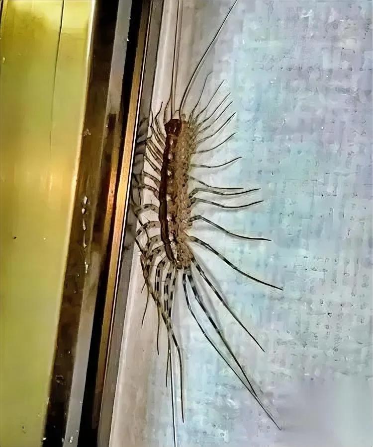 我家蟑螂炸窝，全怪我手贱

上周踩死两只多腿虫

现在悔得想抽自己两巴掌！

前