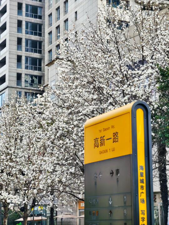 高新一路的白玉兰开了