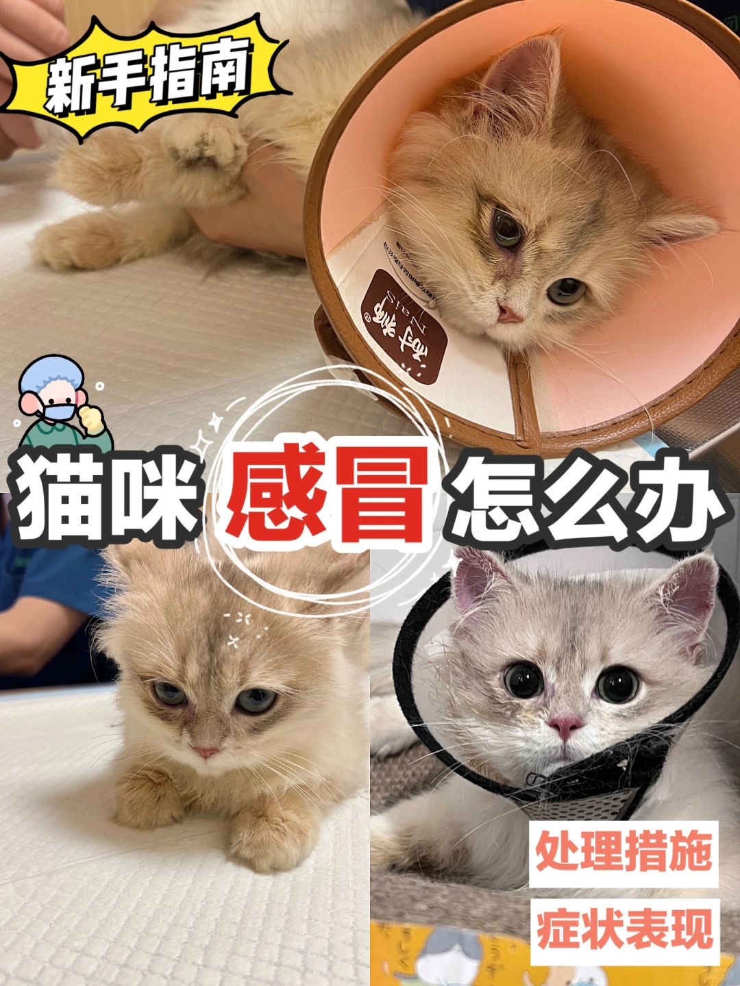 换季猫咪感冒生病怎么办！内附指南♥