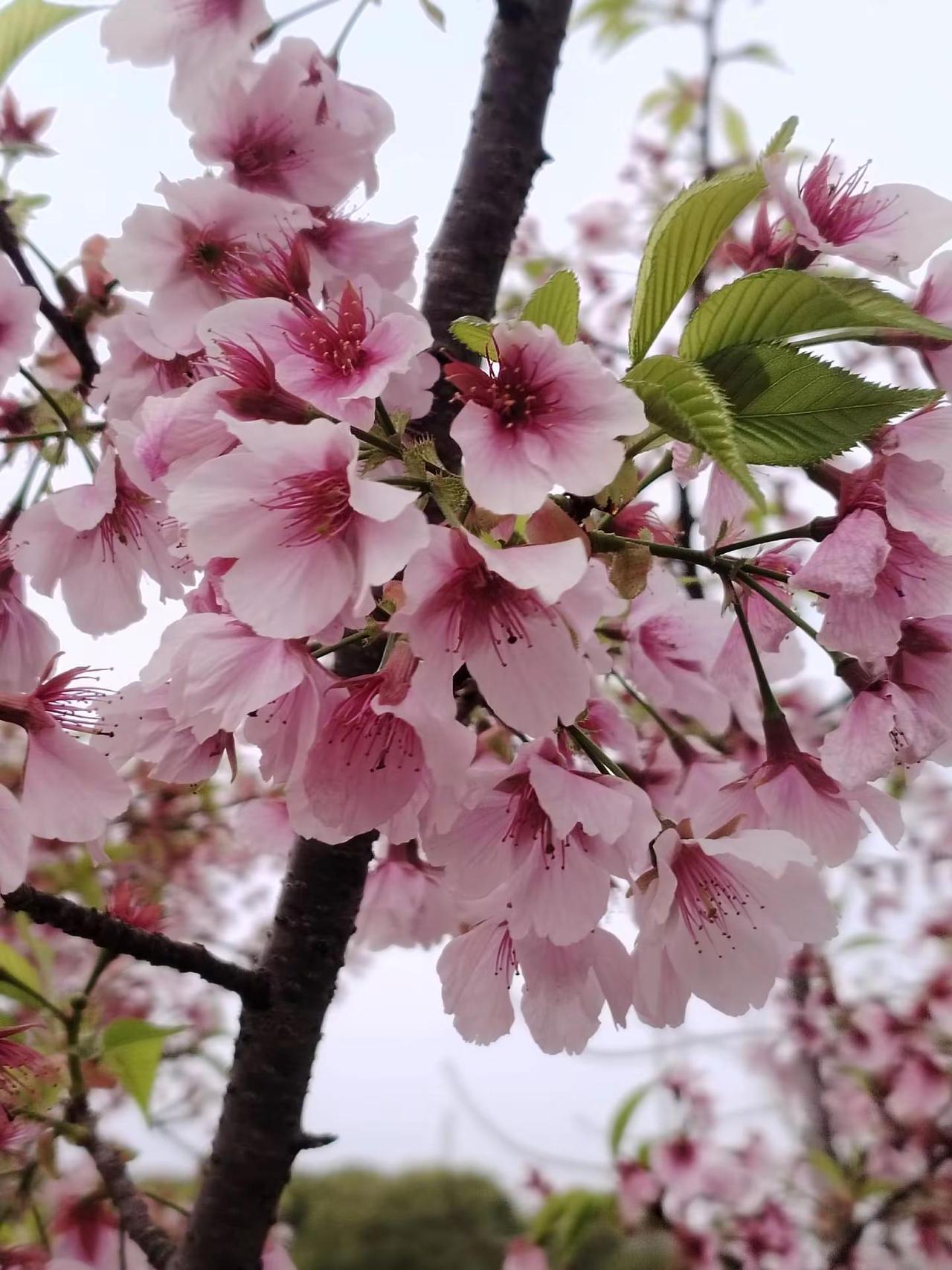 南昌艾溪湖湿地公园的樱花开了。艾溪湖湿地公园，最近突然成了网红打卡地，人满为患，