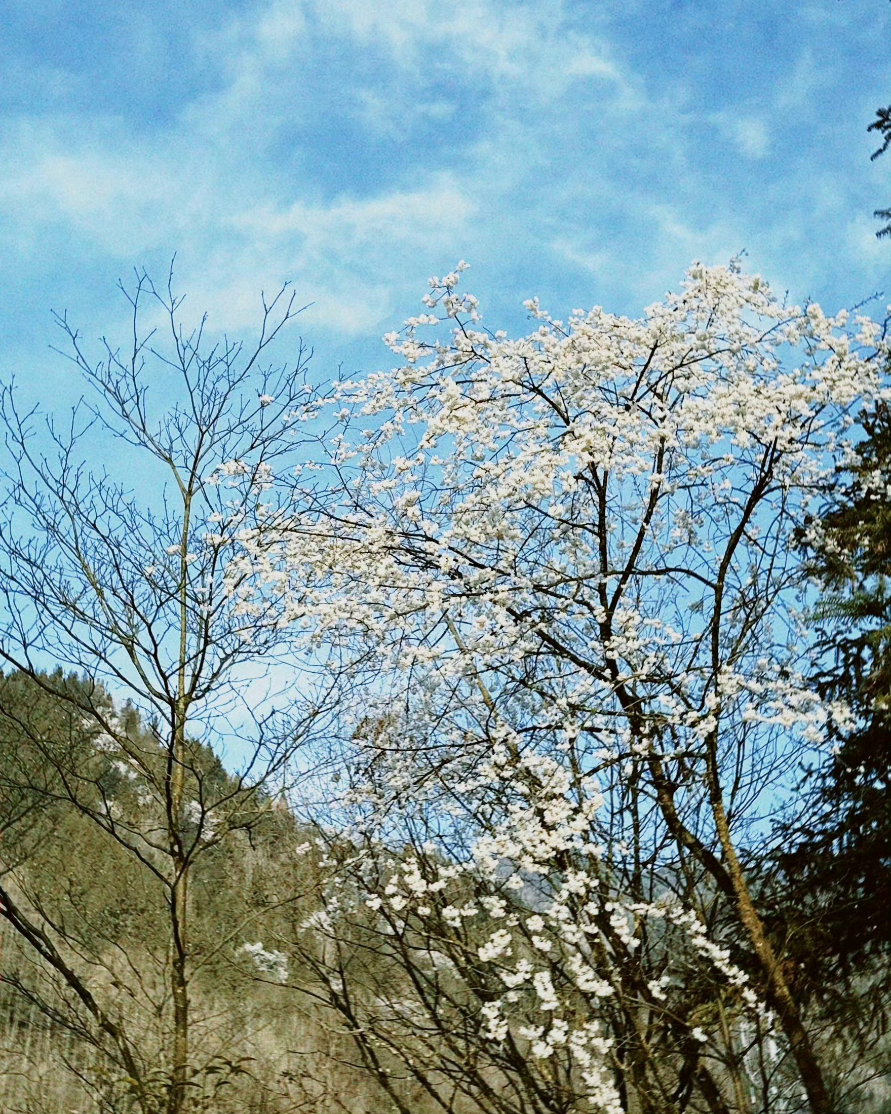 最近天气太好啦阳光照身上暖洋洋的 超适合露营⛺️  