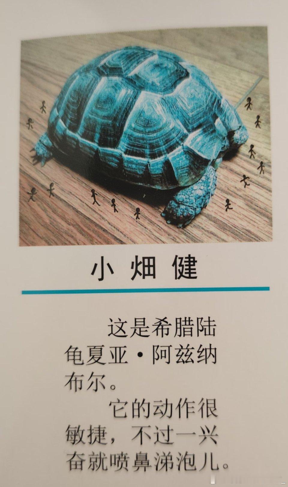 xhs刷到的，小畑健给自己养的龟起名夏亚……