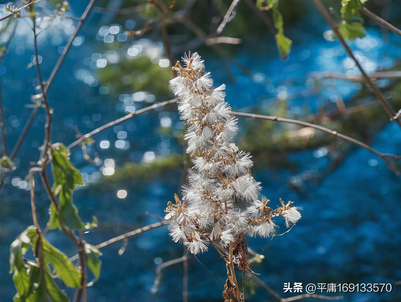 我超爱那种阳光洒在芦苇上的场景，真的绝美！之前去湿地游玩，就看到大片芦苇在阳光里