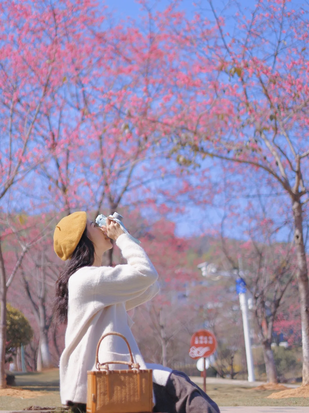 好美！广州樱花开啦🌸谁能拒绝这满屏粉💕