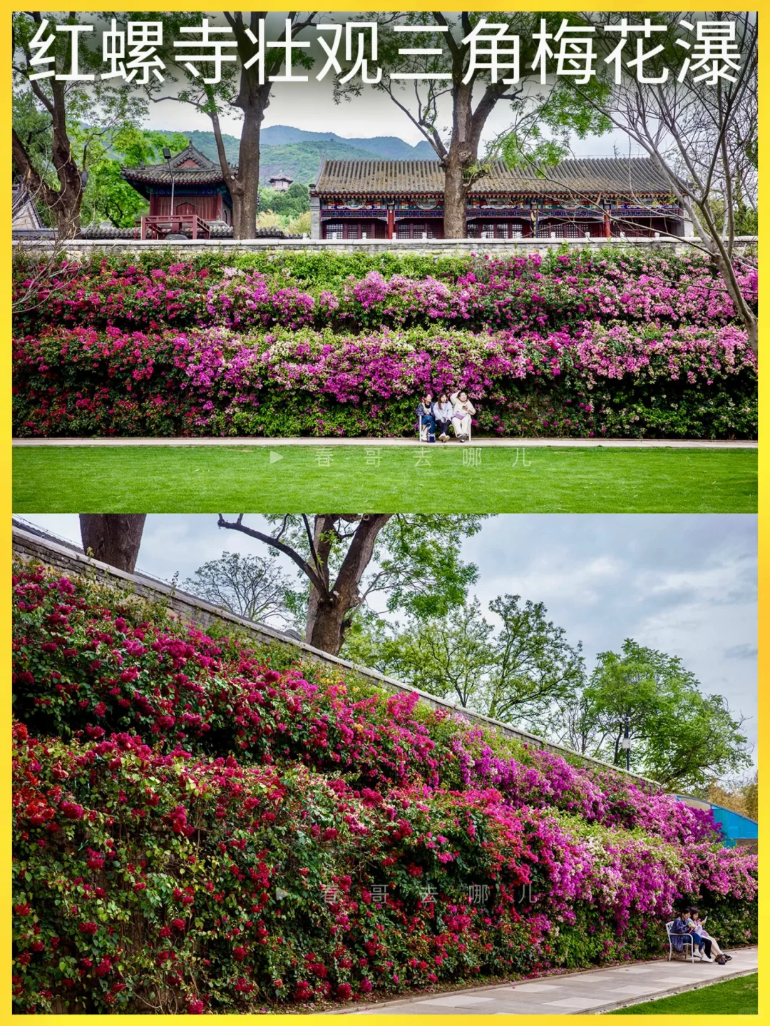 北京五月，一定不要错过这三角梅盛开的古寺