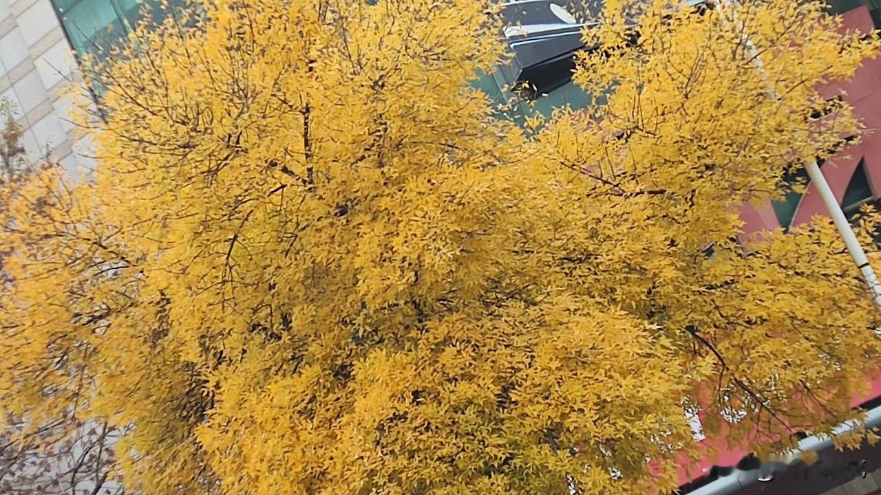 #分享你手机中的花花草草#深秋时节，也就是人们俗称的晚秋。
在这个时候，整个大地