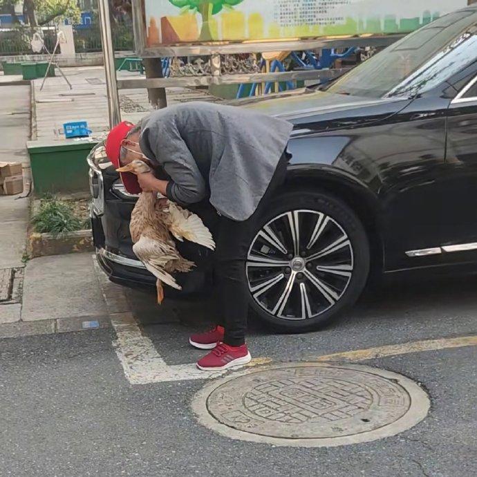 老太太应该是没有系绳的, 作为宠物来说,没有系绳在公共行驶的地方被撞, 赔偿很难