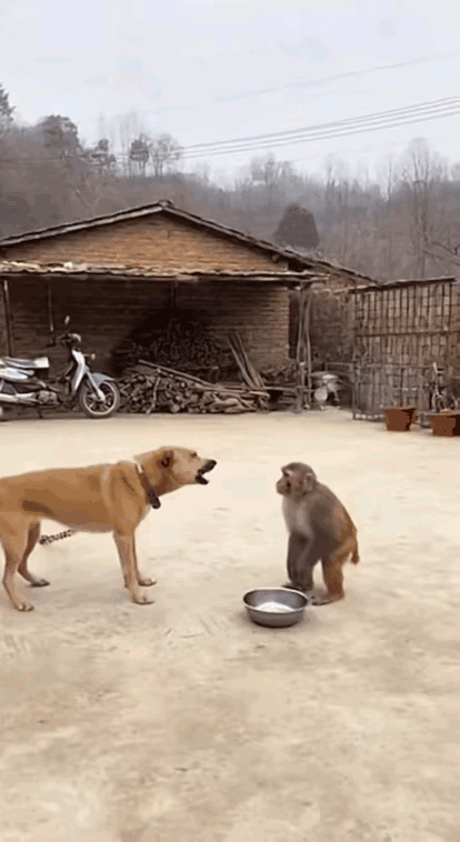 自以为有点智商就了不起了？！