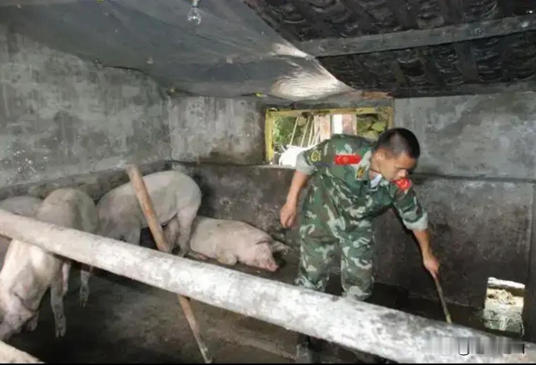 当兵到部队，过完新兵连的生活，被分配到炊事班，负责全连的养猪工作。

两年多把猪