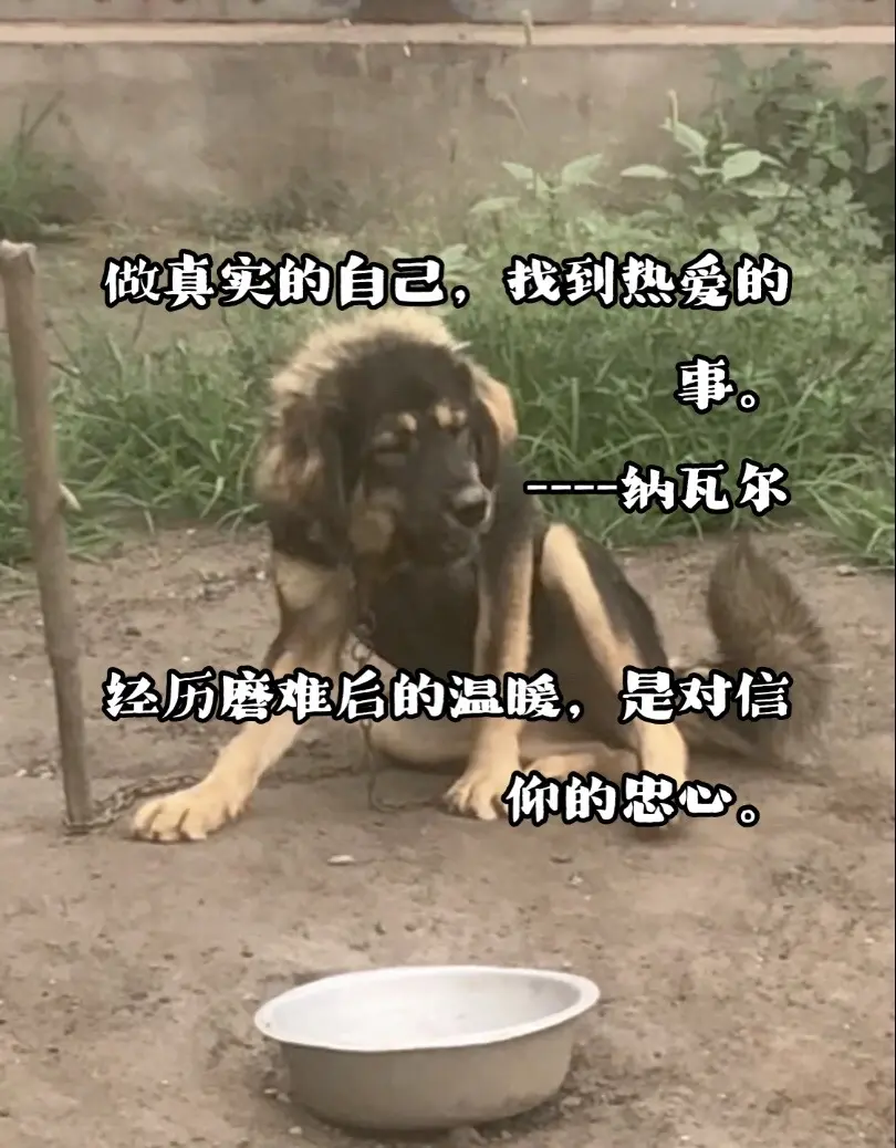 小母獒褪去了小时候的胎毛，立秋后马上迎来脱胎换骨的变化。