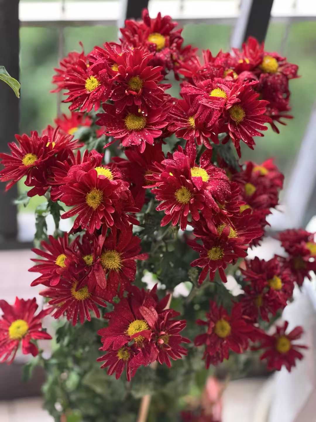 热爱生活的老姐，阳台打理得很治愈🌸🌸，阳光正好，泡上一壶茶，我可以坐一下午[