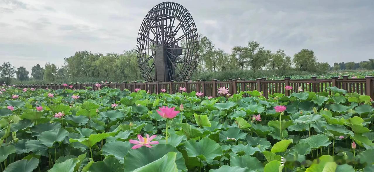 去山东滨州十里荷塘看荷花了吗？每年荷花盛开的季节都会去十里荷塘看荷花，去年的时候