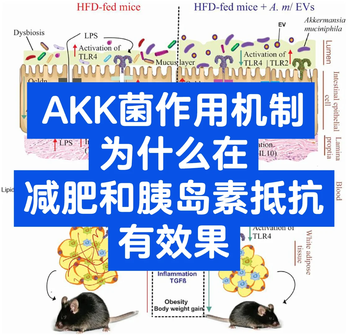 AKK菌作用，AKK菌如何补充