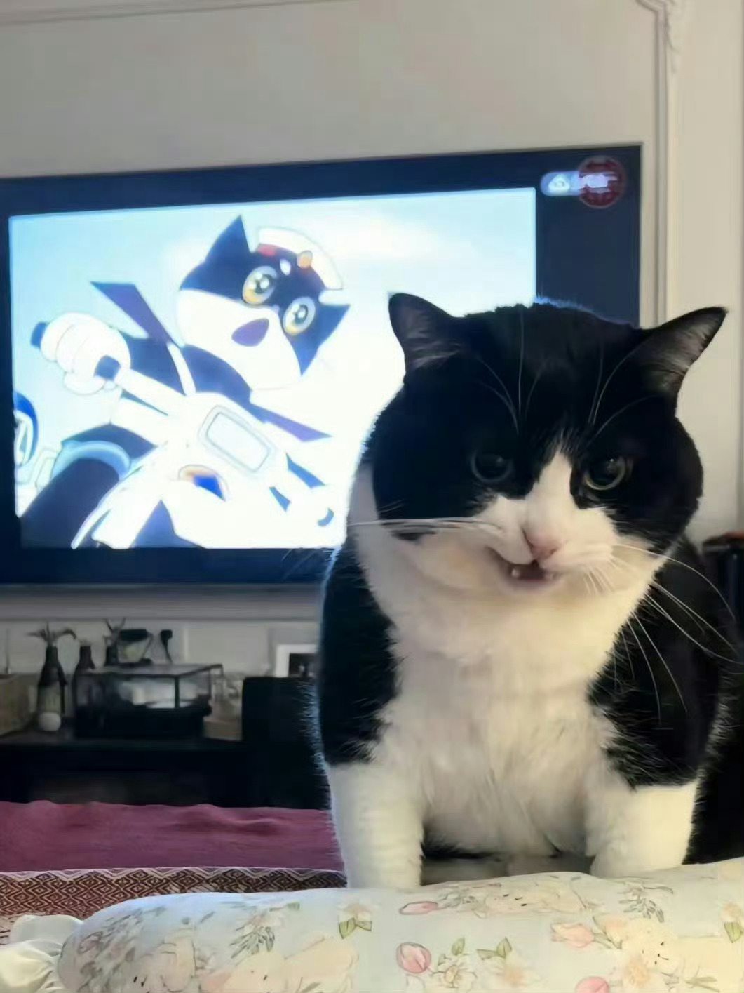 停留两秒，让正义小猫赶走你背后的小人 