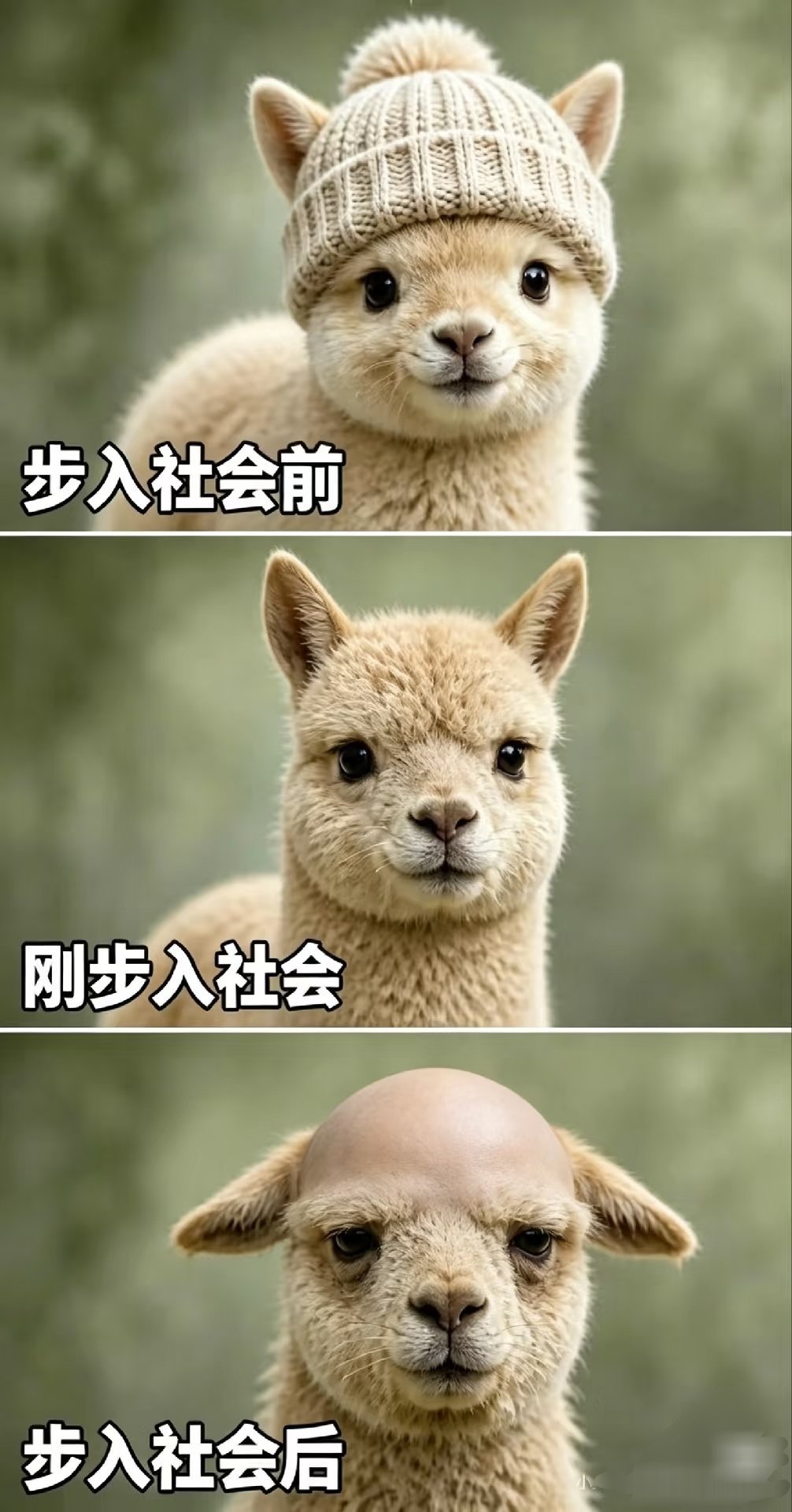 每天白天犯困的时候都告诉自己今晚要早早睡，结果就是最后都是没有一天早睡的[柯基]