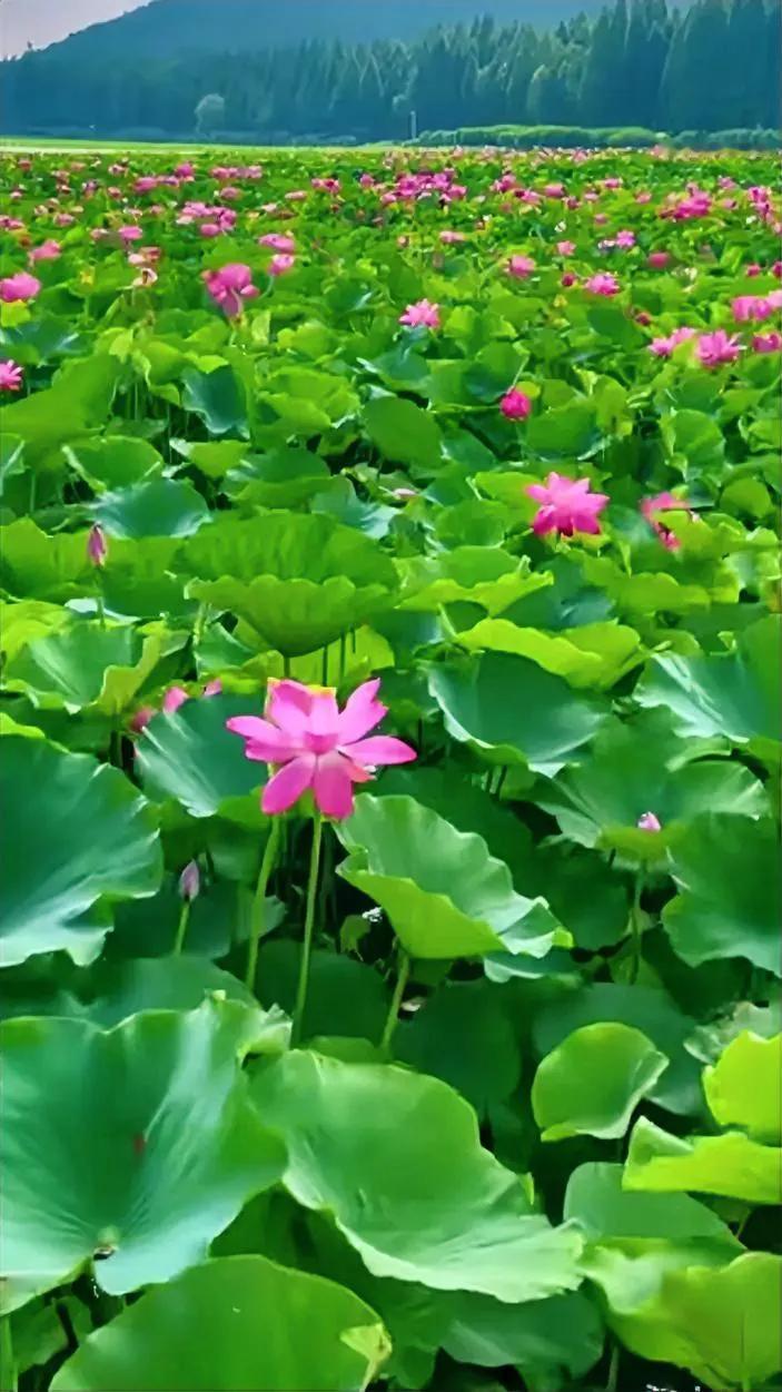 其一·七律·读书修骨

卷帙如灯照暗明，文辞似药疗心平。
静观史册知兴替，漫溯哲