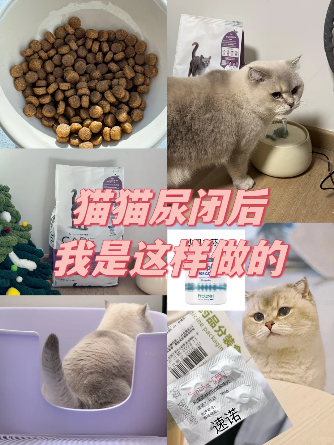 关于猫猫尿闭的后续