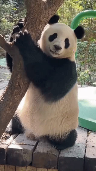 熊猫的长相很有意思，胖乎乎圆滚滚的，逗人喜爱。它们的头部和身体都是白色的，只有眼