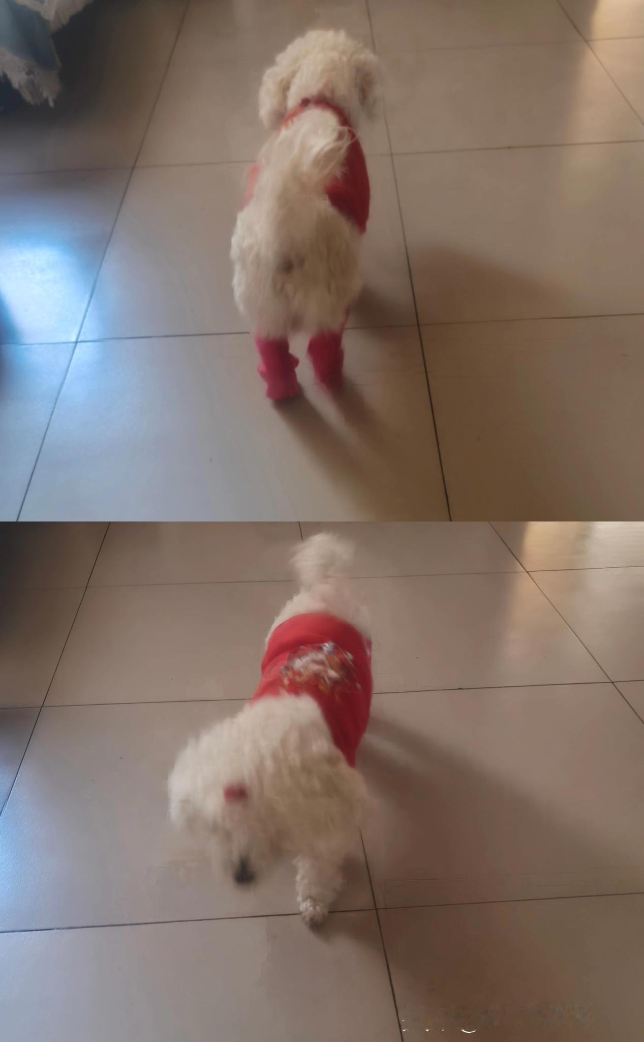 2026的冬天来啦，
给我家里的小比熊穿上小衣服，
小家伙冬天就不冷了，
毛绒绒