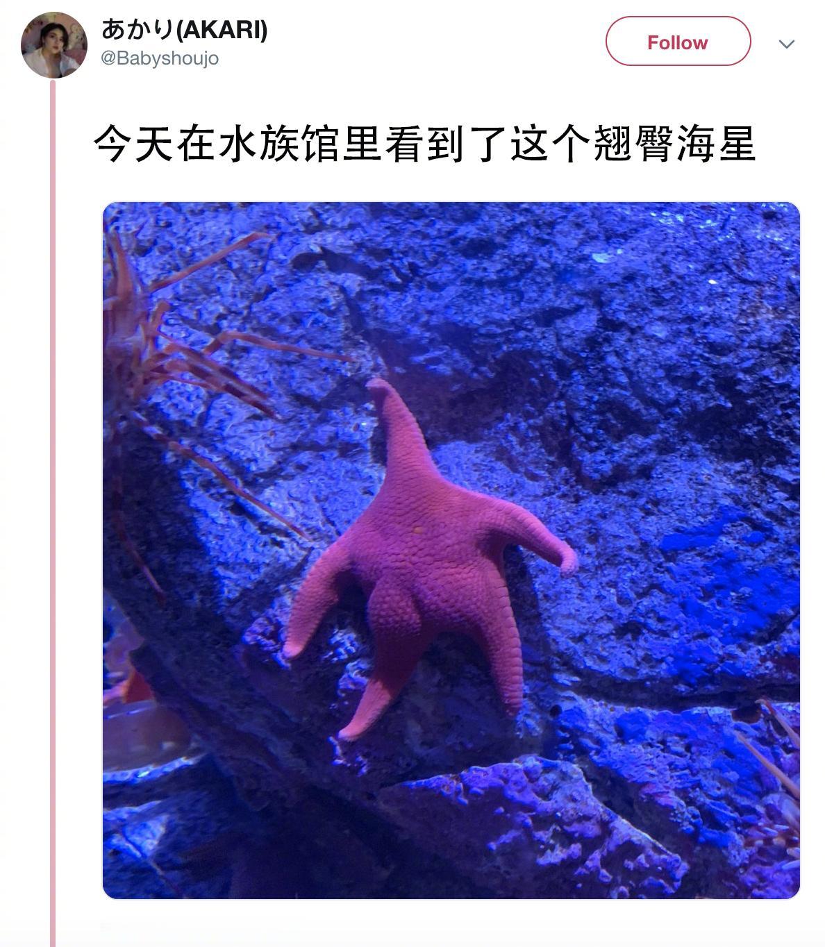 哈哈哈翘臀海星可还行