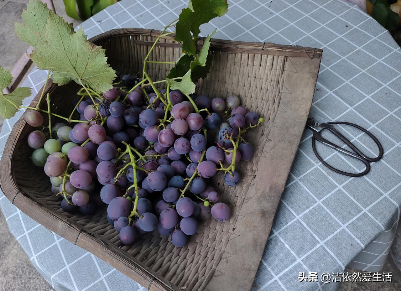 小院儿的第一拨葡萄熟了🍇

今日阳历8月11日，农历六月二十九，从我家小院儿的