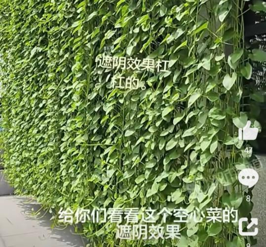 江西女子嫌家里西晒太热，不装遮阳帘不搭防晒网，竟在墙边种空心菜，藤蔓从房顶垂到地