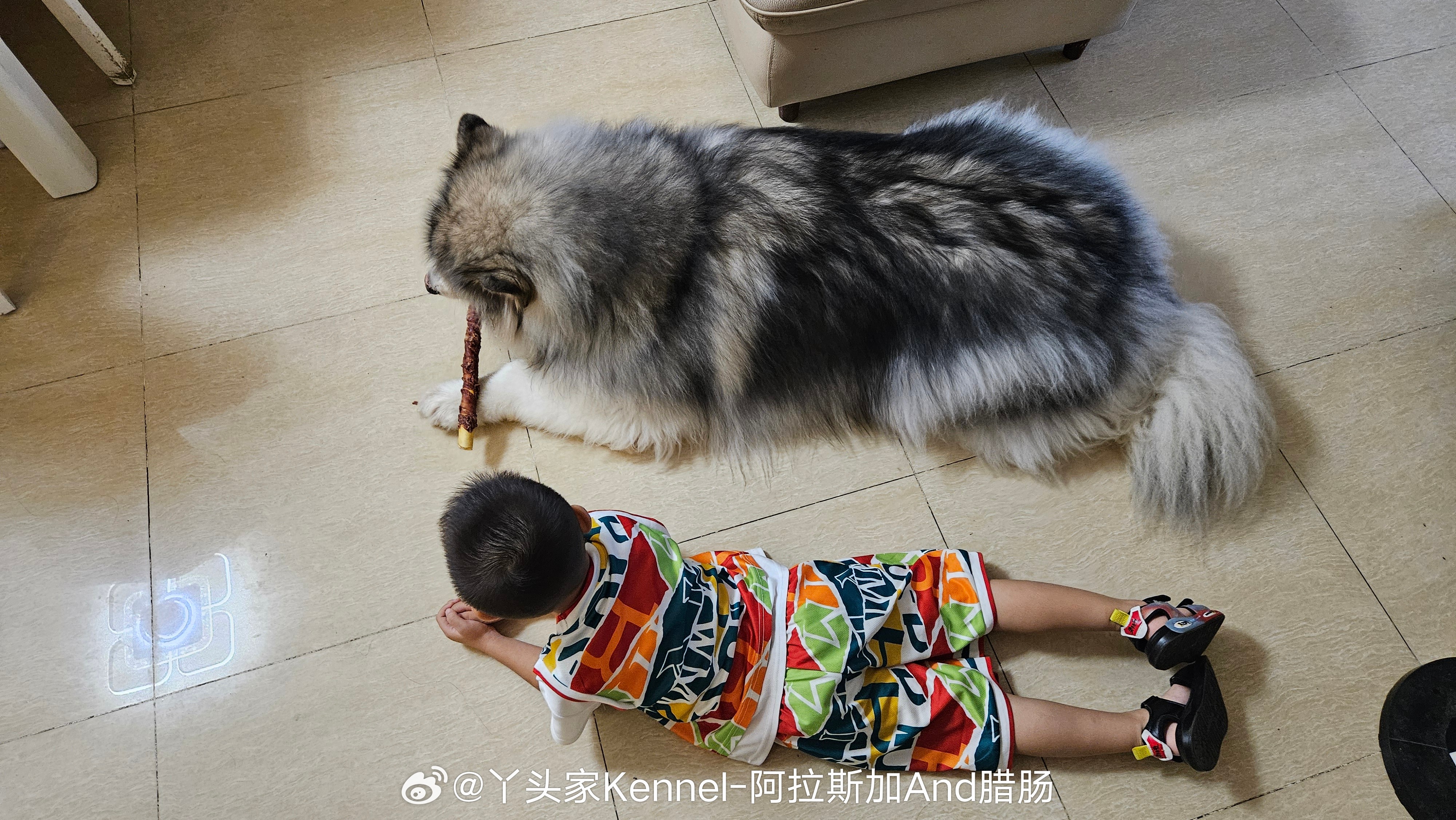 人类幼崽+毛孩子 人间治愈主任元宝姐姐在啃零食 弟弟就趴着看[偷笑][偷笑]就很