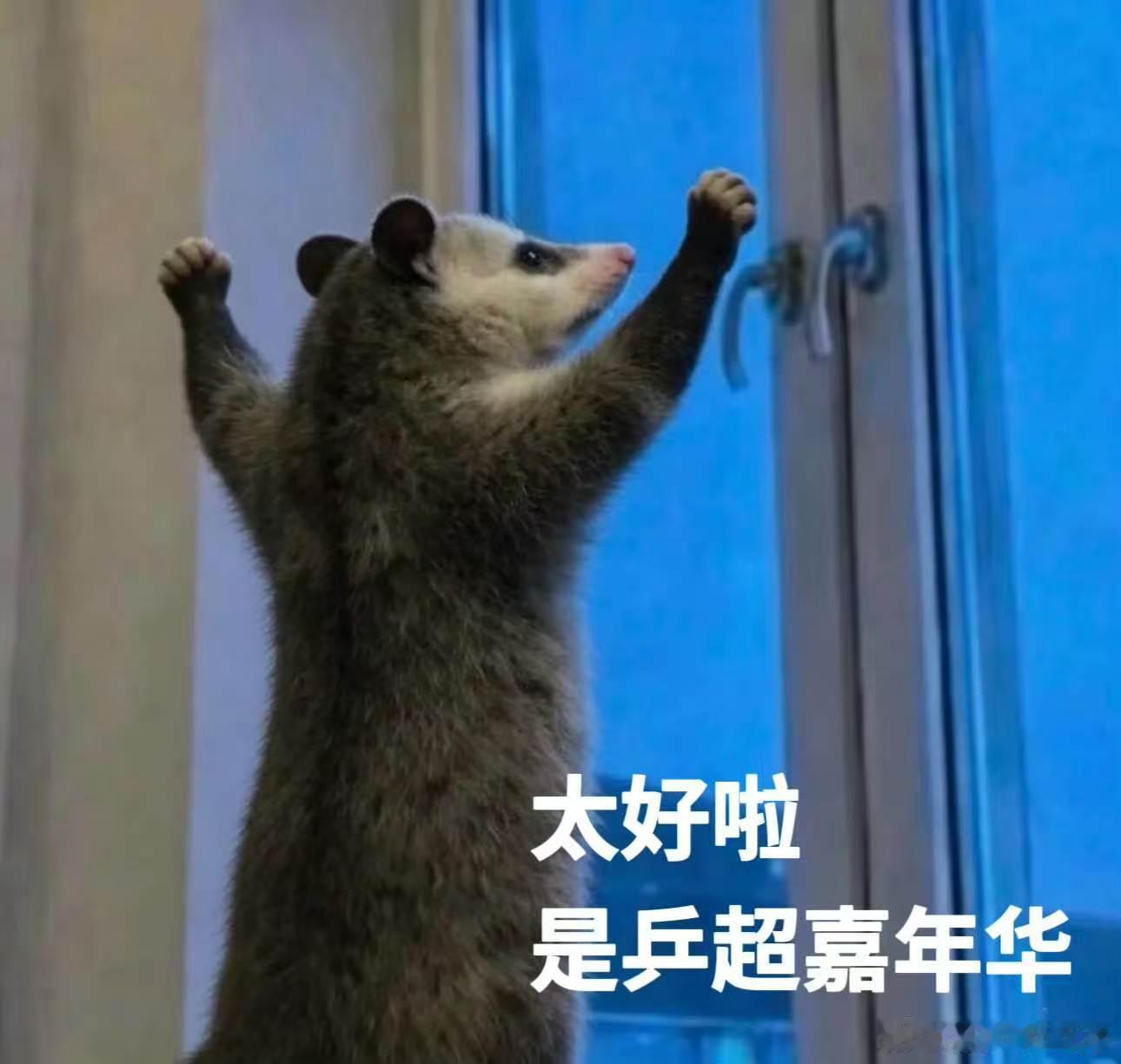 陈梦cos负鼠表情包谁懂啊！陈梦这波cos负鼠表情包也太会整活了！从“好客乒超欢