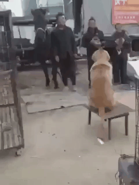 感动！牧马人一家子用煤炉取暖，邻居家的金毛犬半夜狂吠不止，吵醒主人并领他来敲门半