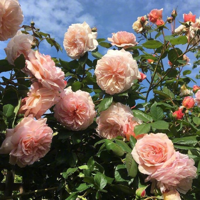 “ 梧高凤必至，花香蝶自来。”