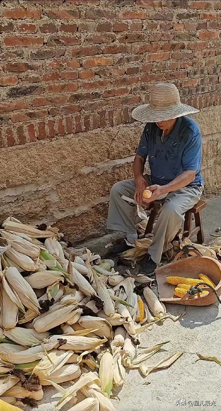 瑾汐的爷爷，这么大年纪了还在剥玉米。
晚辈肯定不想爷爷帮忙，但如果爷爷想干活，应