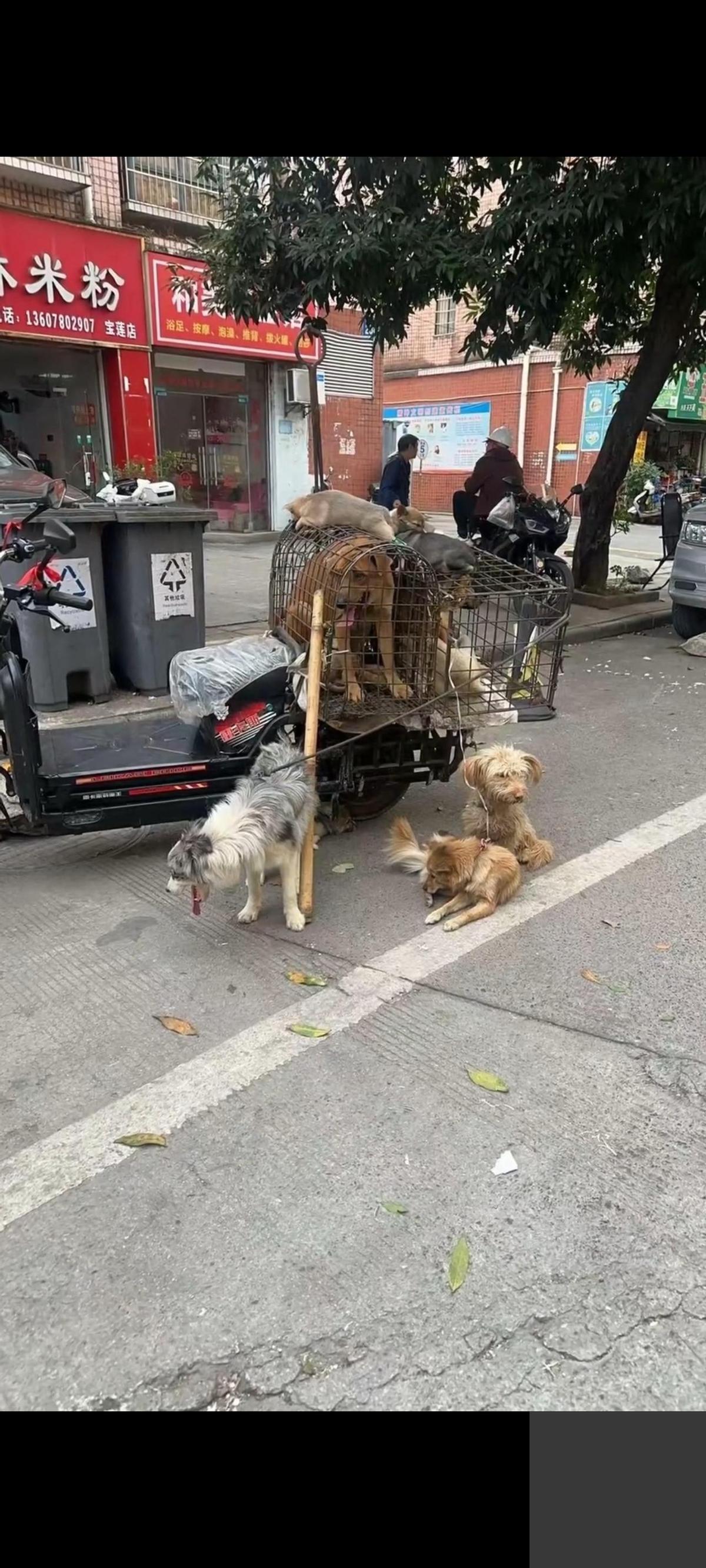 这段令人无比伤感的视频画面，拍摄于两点左右，位于广西柳州街头。网帖说，一车狗被分