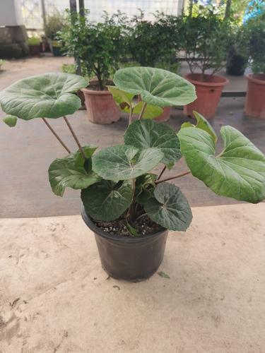 今年种大叶吴风草的，真是淘到了！

这两年大叶吴风草在工程上用量越来越大，苗子价