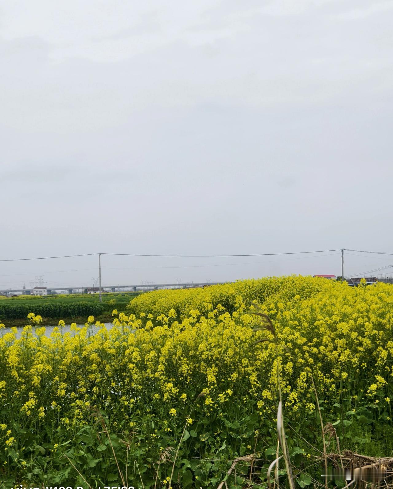在我老家湖北松滋农村，清明节上坟扫墓叫着“插青”。
所谓“插青”，就是到逝去先人
