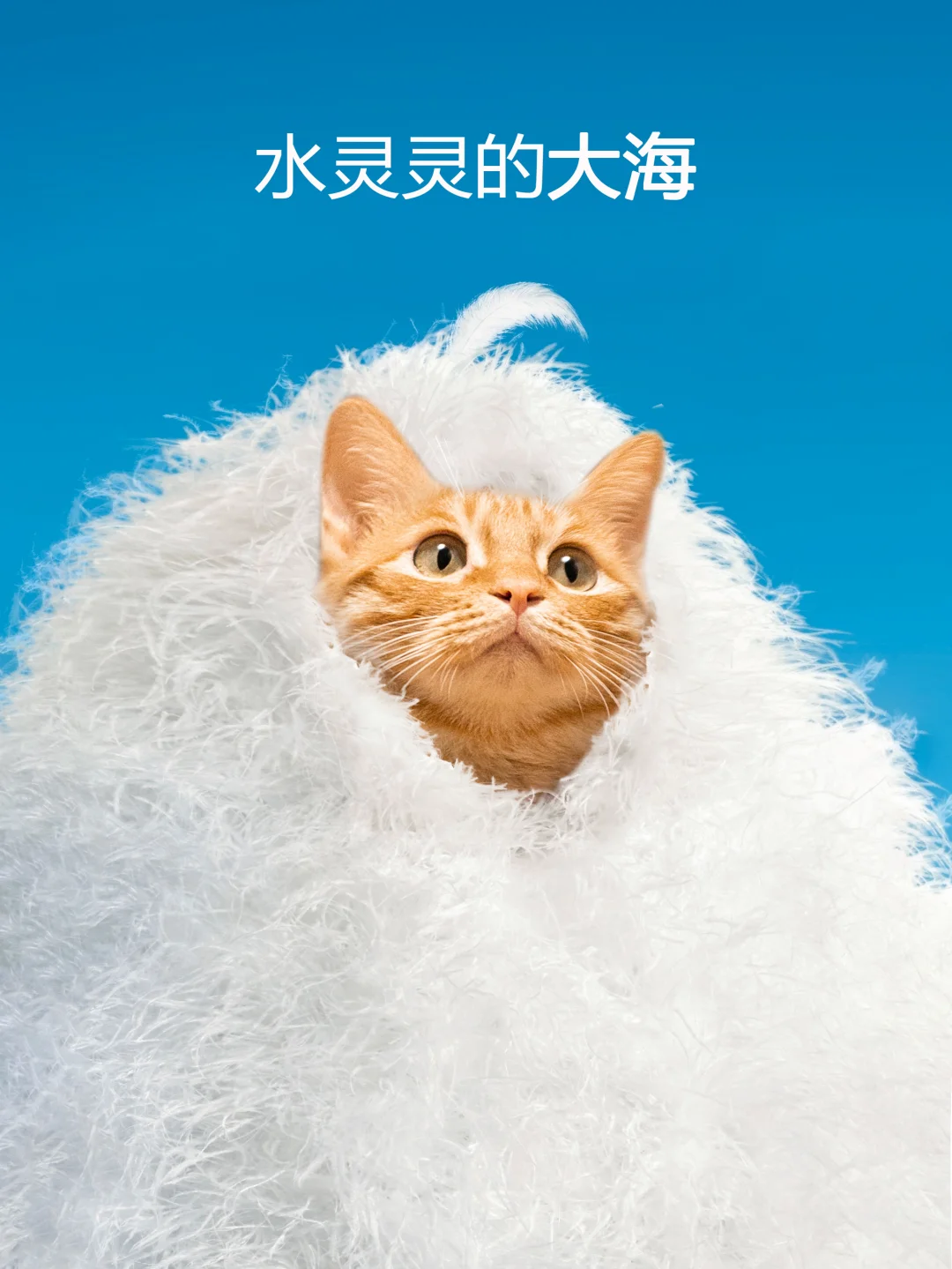 绒毛大海 阔阔耐耐🤨