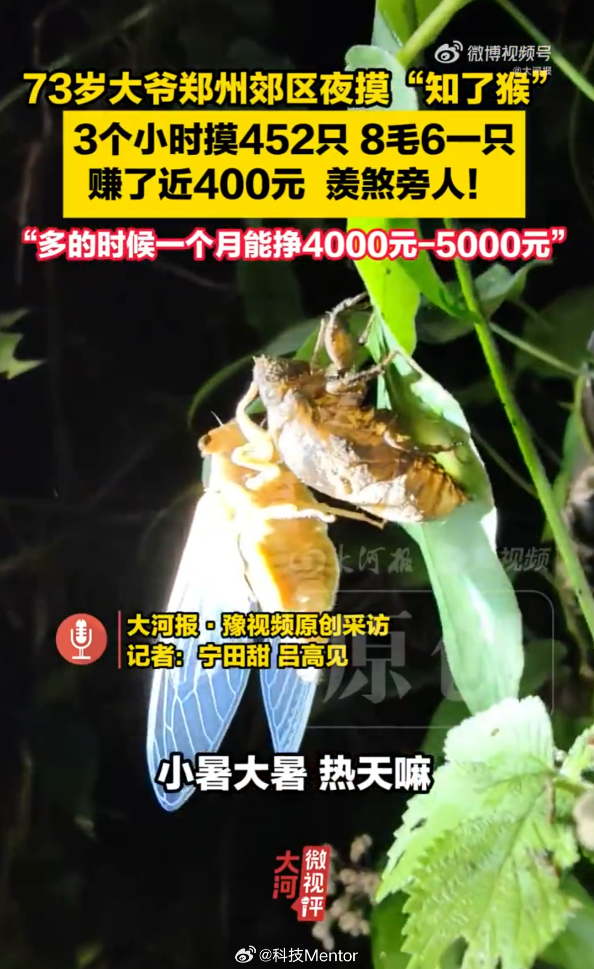 大爷摸知了猴3小时赚近400元这行业太赚钱了，3小时赚400，感觉自媒体干不去的