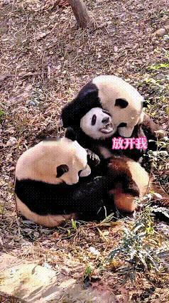 你瞅瞅这熊猫园里，俩小崽子合伙欺负一个，把人家团团围住，摁在地上就薅！被欺负的那