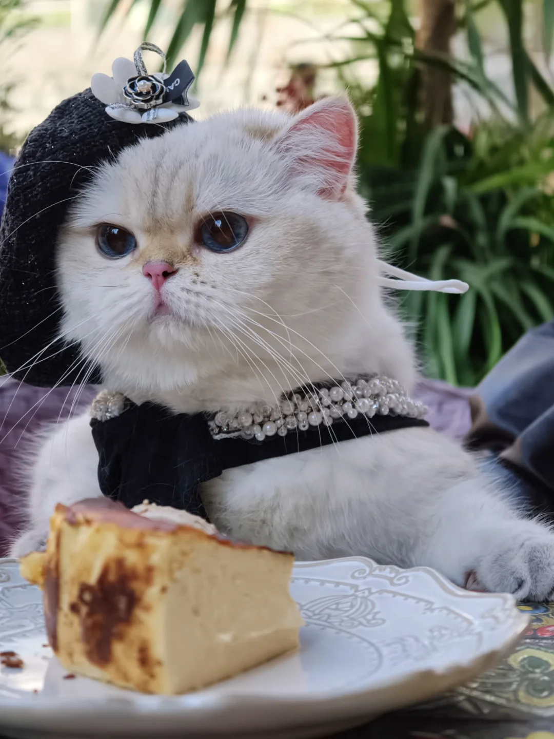 带小猫出门，太快乐了🎉