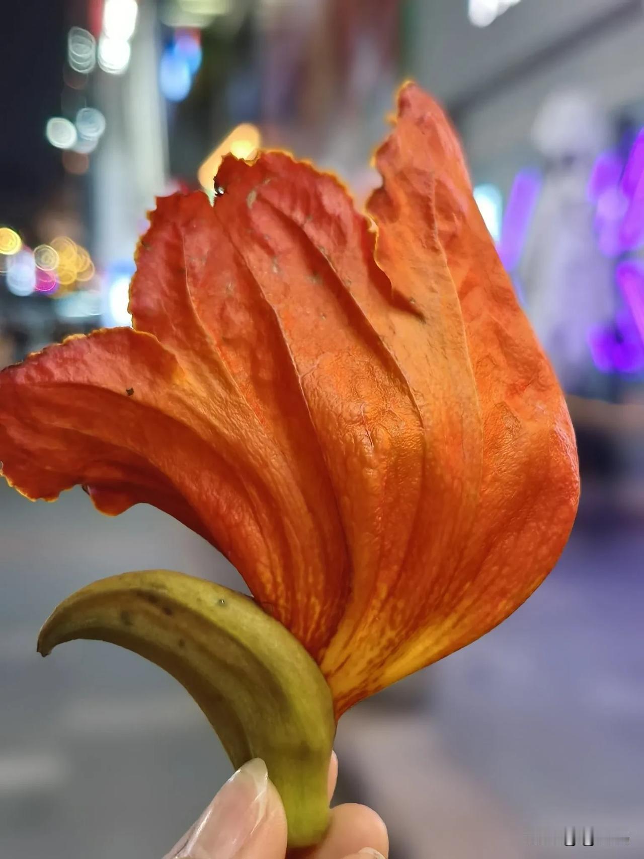 随手拍的花分享路过一棵大树，恰逢一朵花儿翩然飘落，见颜色那么鲜艳夺目，随手捡起来