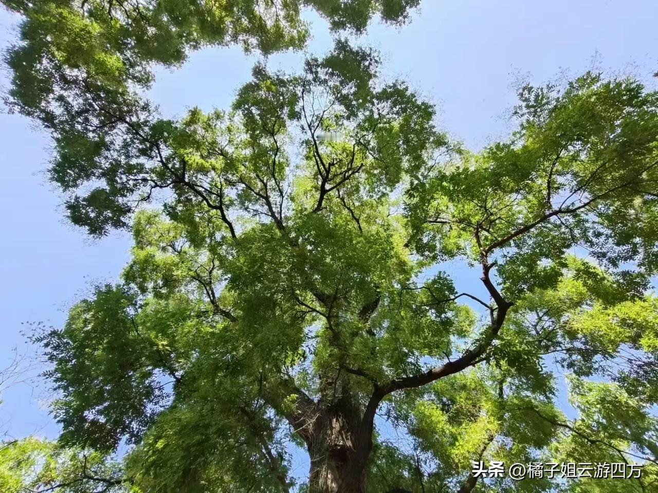 高中时段参加竞赛到底好不好？
学校里面有些因为数学，物理，化学，生物，信息技术某