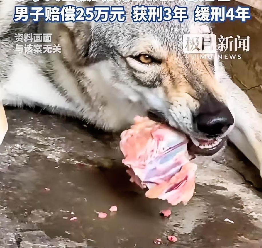 恶狗咬死2岁女童，竟然一天牢都不用坐？

河南省汝州市男子毛某义，私养明令禁止家