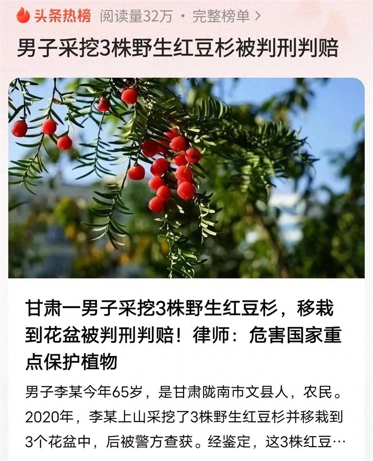 甘肃陇南，一老农上山采药时，发现3株“奇特”小树苗，将它拔出后，栽进了家里的花盆