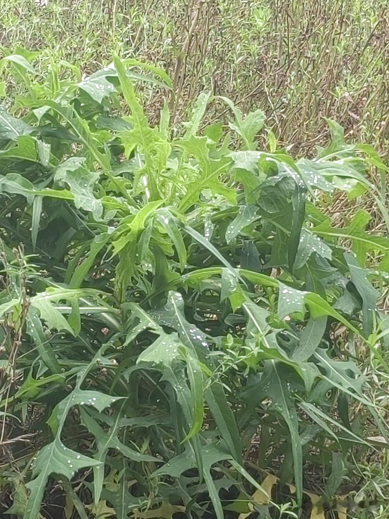 绿草萋萋，露珠莹莹。野草的生命力真的很顽强，一场大雨过后，格外清新。