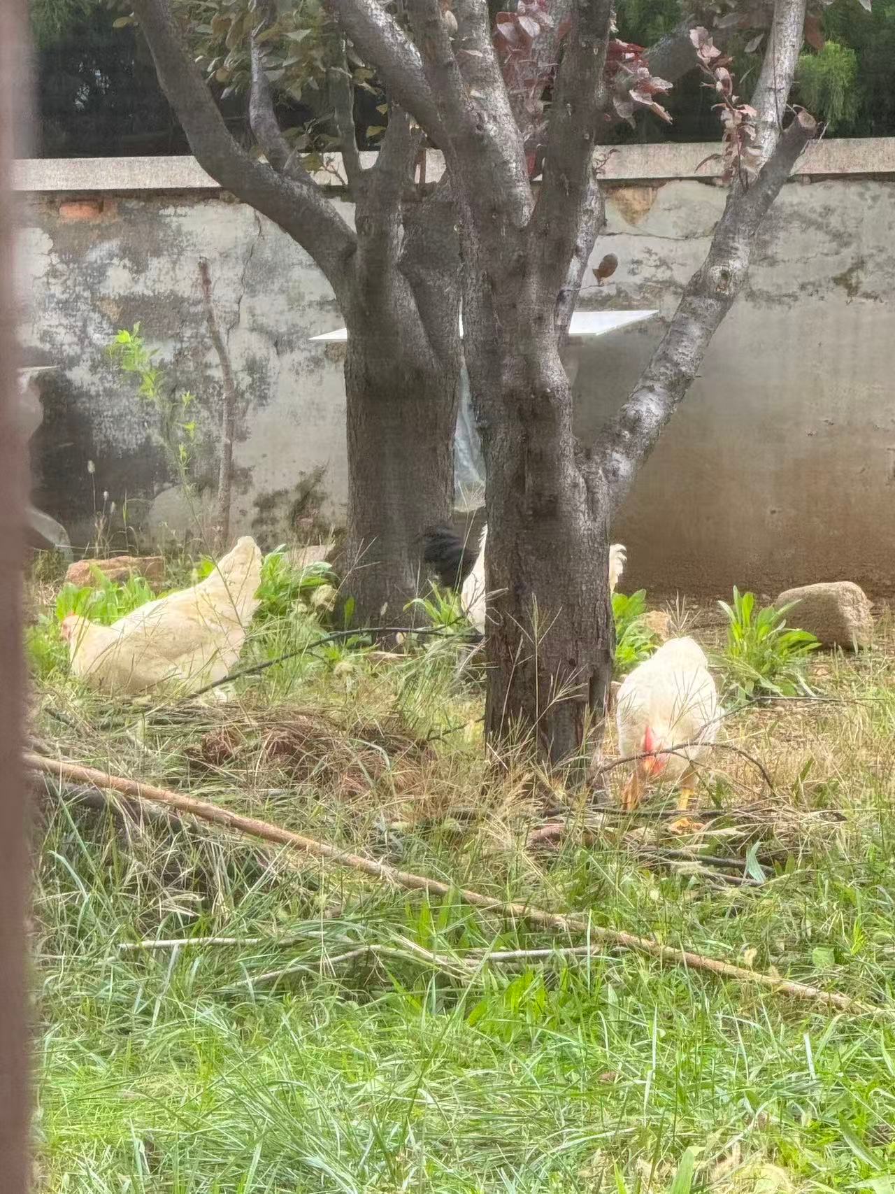 住一楼…我家隔壁住一对老夫妻，弄一个菜园还养鸡鸡小时候还好，现在大了，从白天叫到