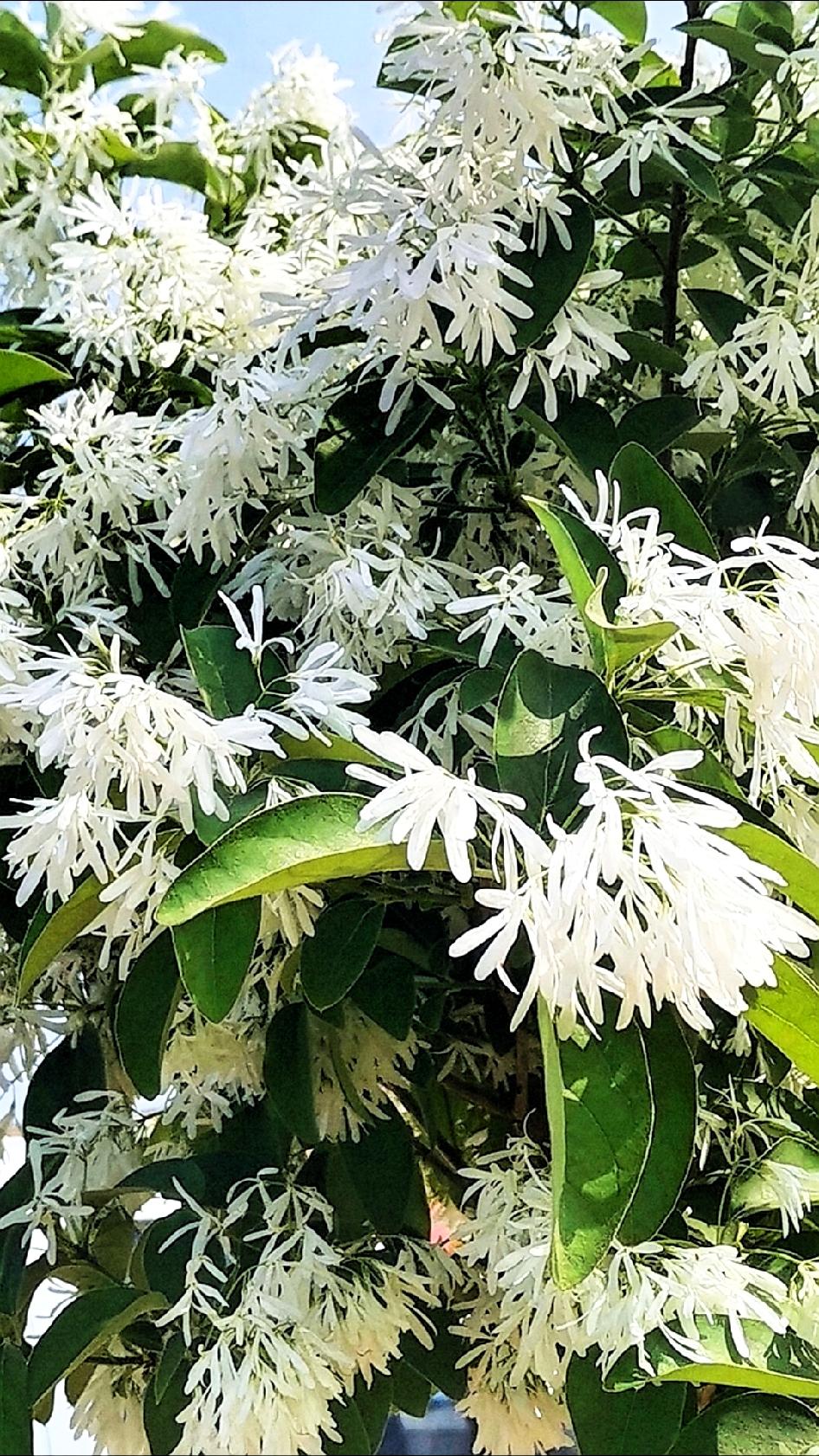 回忆春天
流苏树，民间常叫它“四月雪”。✨
    每年4–5月盛开，细碎白花铺