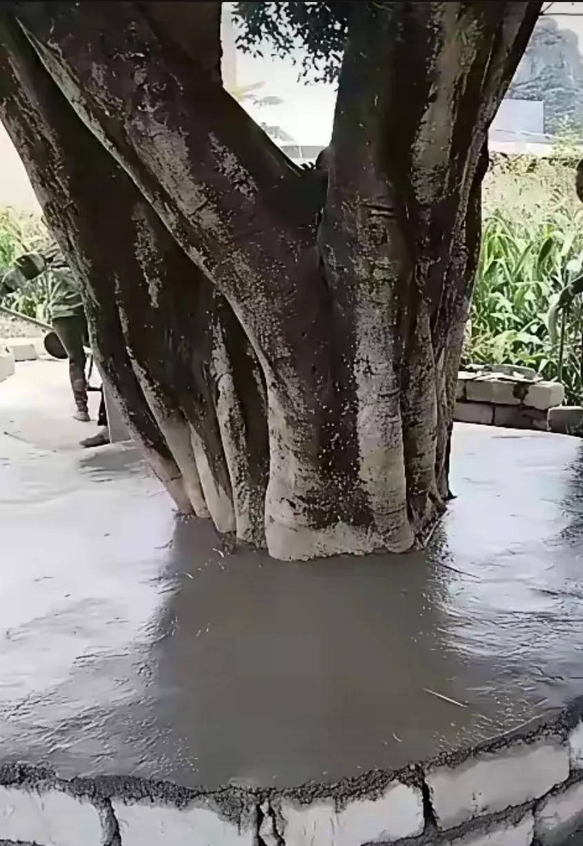 这是什么操作？树还能活吗？没文化，真可怕。[捂脸][捂脸][捂脸]