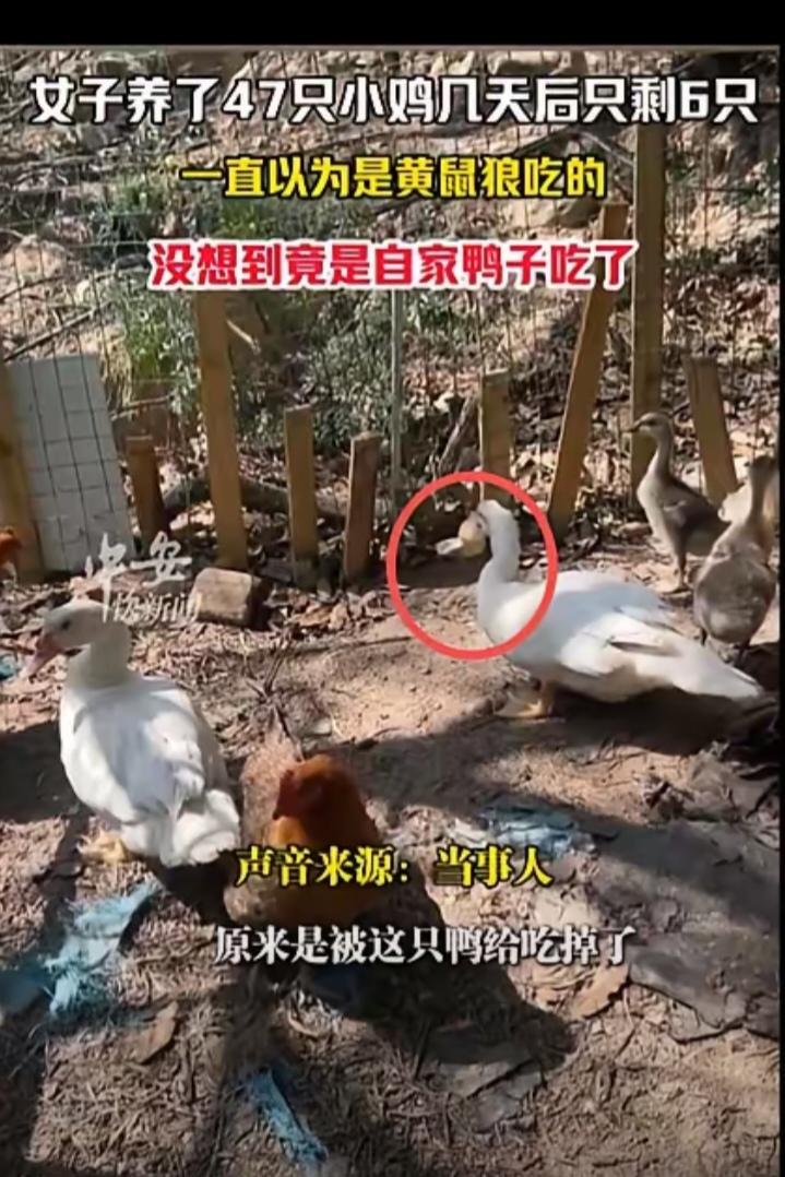 福建厦门，女子养了47只小鸡，几天后只剩6只，尸体都没有找到。她一直以为是黄鼠狼