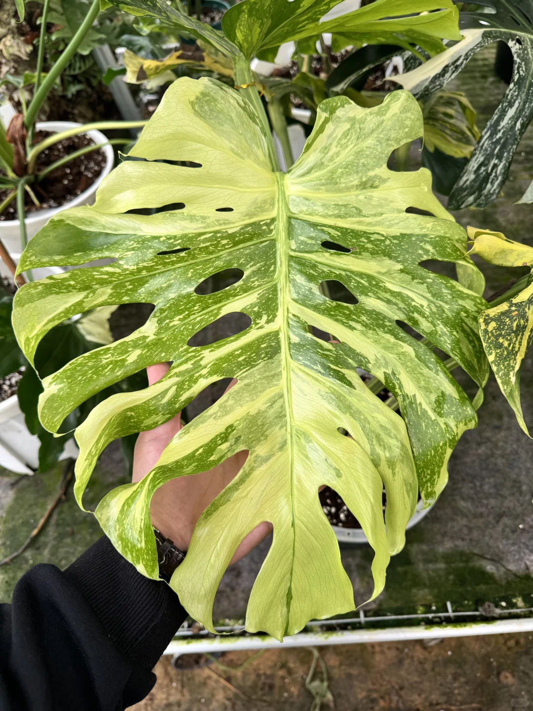 浓稠到化不开的焦糖色电灯龟背竹