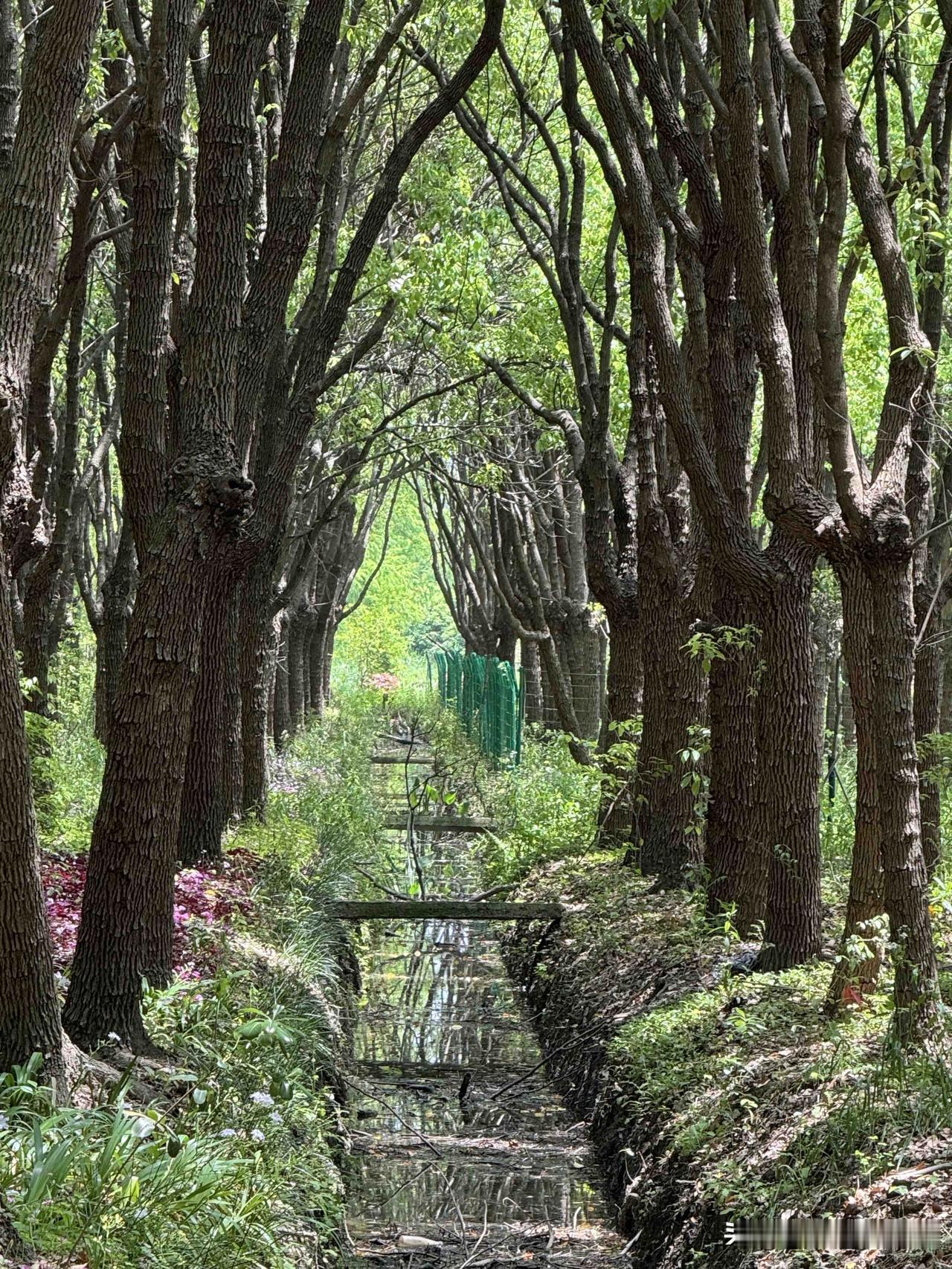 农村的风景照有吗，可以分享一下吗